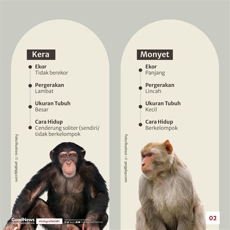Mirip monyet berekor sangat pendek tts com - Monyet merupakan salah satu dari hampir 200 spesies primata berekor